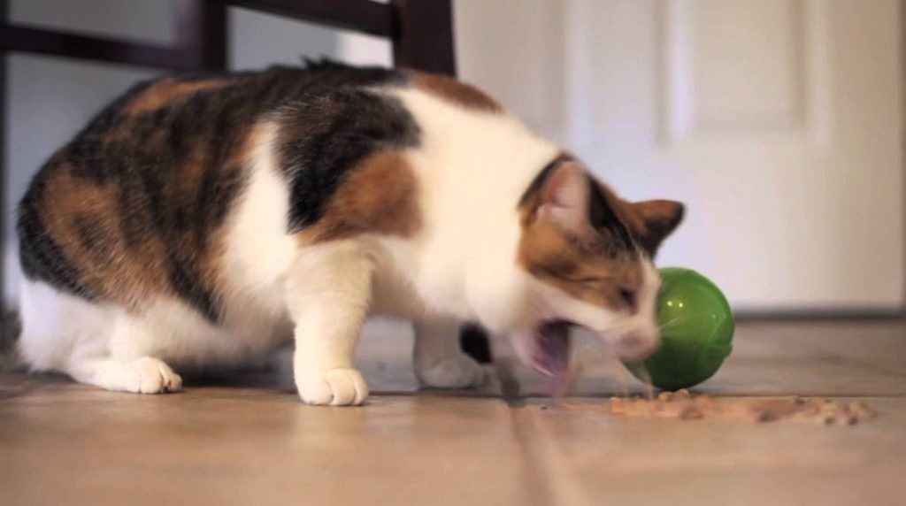 Comment arrêter les vomissements de son chat après avoir mangé