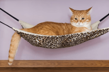 Les Meilleurs Repulsifs Ultrasons Pour Chats Comparatif 21